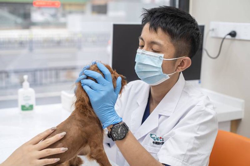 宠物医疗行业的最新趋势：以徐伟动物医院为例