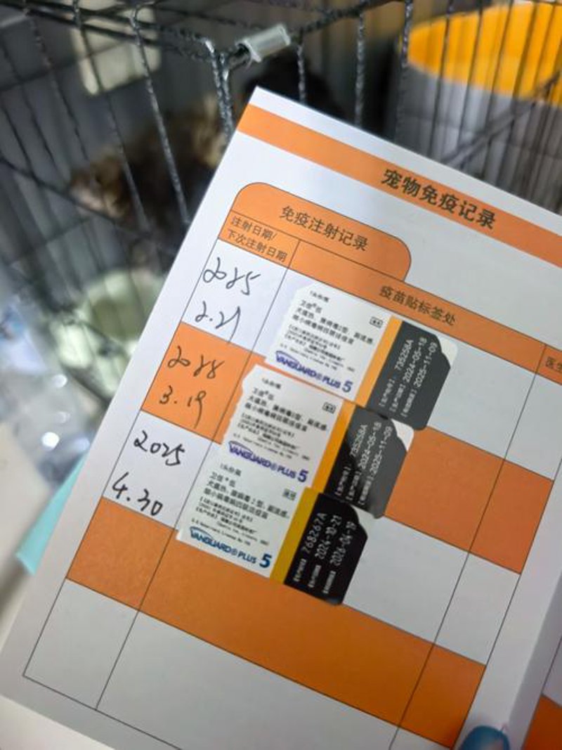 动物影像检查